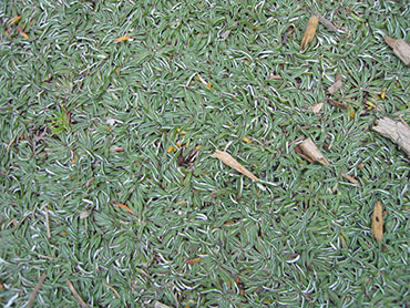 Dymondia margaretae or Silver Carpet